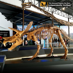 Mi Dino Dinopark tamaño de vida dinosaurio exposición esqueleto Triceratops de mis dinosaurios - Product Image 2