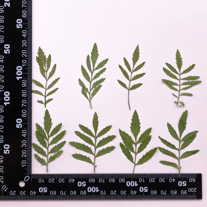 MH715 Marigold leaf Natural green