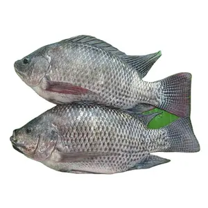 Gefrorener frischer GGS Tilapia Fisch Großhandels preis 300-500g GGS Black Tilapia Fisch Exporteur