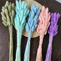Herbe de Phalaris séchée véritable pour arrangements floraux et la fabrication de bouquets de mariage, pour la décoration intérieure et les cérémonies de remise de diplômes