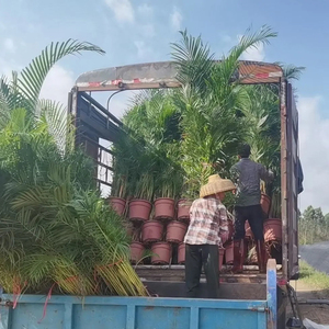Palmier <span class=keywords><strong>Areca</strong></span> <span class=keywords><strong>Dypsis</strong></span> Lutescens, Variétés Mixtes, Diverses Tailles, Tropical, Écologique, Fait Main, Décoration de Remise de Diplôme, Noël, Intérieur/Extérieur - Product Image 5