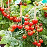 Graines de tomates cerises