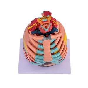 17 phần Mô hình giải phẫu ngực cho thực hành bóc tách Đại học Y Khoa - Product Image 6