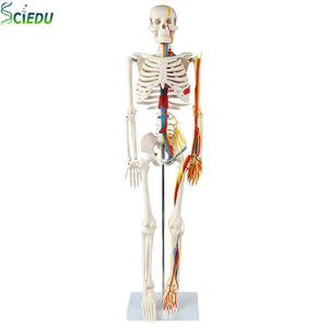 人体骨格模型 神経 静脈 動脈 取り外し可能な頭蓋骨解剖模型 人体骨格解剖学研究室 教育用 - Product Image 1