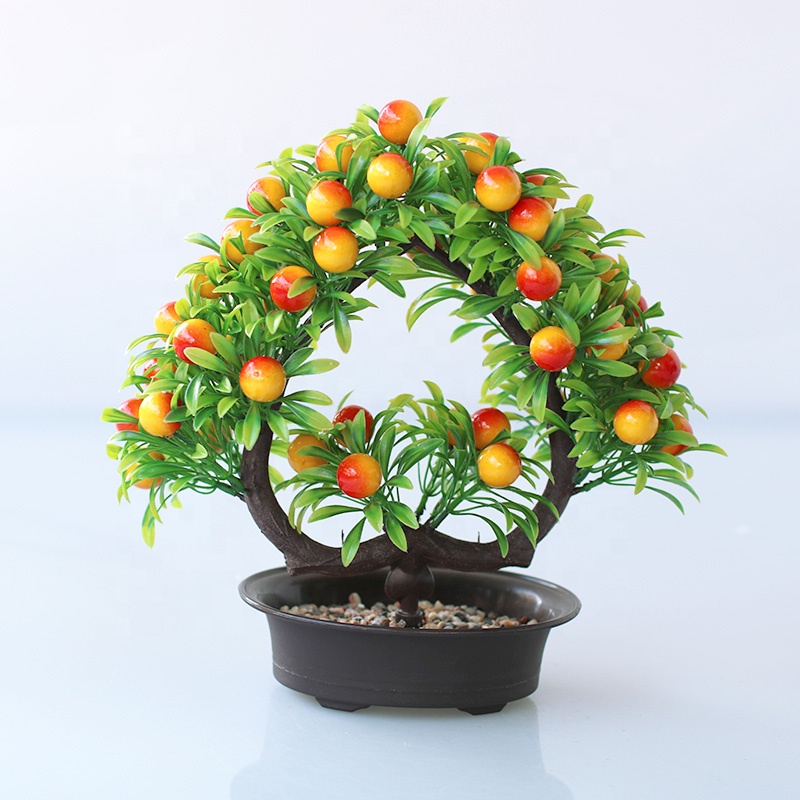 indoor ficus bonsai Ficus Indoor Bonsai Tree main image 0