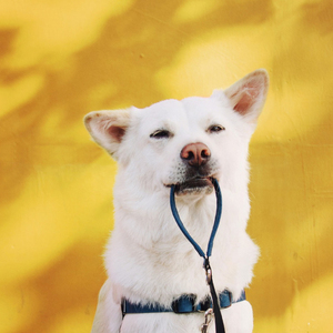 Tali Anjing Anti Air Berlapis PVC, Tali Anjing dari Kain Nilon dengan Pegangan, Tali Anjing PVC Lembut Merek Wild, Set Tali dan Harness Anjing - Product Image 6