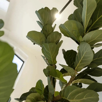 3M Künstliche Zimmerpflanzen Topfpflanze Künstlicher Baum Geigenblatt-Feige Ficus Lyrata Umweltfreundlich