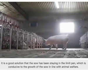 Nuevo Corral de Gestación para Cerdas con Acceso Libre, Construcción de Acero Galvanizado, Diseño Duradero - Product Image 5