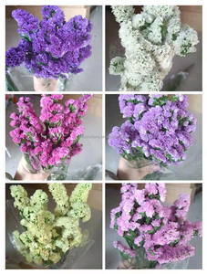 Flor Myosotis Sylvatica Real Natural Interior Forget Me Nots Flores secas Forget Me Not Flower - Product Image 3