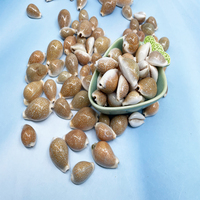 Vente en gros de coquillages naturels en vrac Miliaris cauri coquillages pour cadeau décoration de la maison