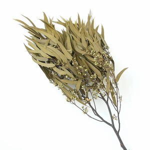 Fournisseur d'usine en gros : <span class=keywords><strong>Eucalyptus</strong></span> préservé, <span class=keywords><strong>Eucalyptus</strong></span> sauvage, <span class=keywords><strong>Eucalyptus</strong></span> <span class=keywords><strong>séché</strong></span> au toucher naturel - Product Image 3