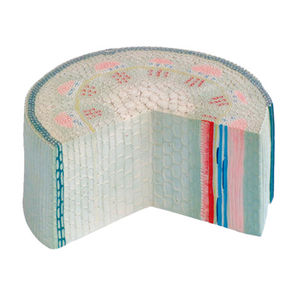 Modèle avancé d'examen du sein, modèle avancé d'inspection et de palpation du sein - Product Image 6