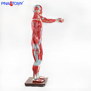 Modelo Muscular de <span class=keywords><strong>Cuerpo</strong></span> Completo de 170 cm, Figura Muscular para Enseñanza Anatómica, Torso <span class=keywords><strong>Humano</strong></span> <span class=keywords><strong>con</strong></span> Órganos Internos, Modelo de Anatomía, Herramienta Especial - Product Image 2