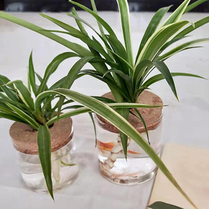 Terrario de Escritorio en Oferta, Estación de Propagación de Plantas de Aire, Florero con Base de Corcho para Decoración de Jardín - Product Image 4