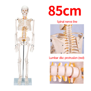 Modelo <span class=keywords><strong>de</strong></span> Esqueleto Humano <span class=keywords><strong>de</strong></span> PVC Blanco <span class=keywords><strong>de</strong></span> 85 cm con 200 <span class=keywords><strong>Huesos</strong></span> y Extremidades Flexibles - Anatomía Detallada para Educación Médica y Enseñanza - Product Image 2