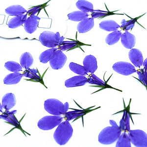 Pack de <span class=keywords><strong>Lobelia</strong></span> Pressée Naturelle pour la Fabrication de Sous-Verres en Résine Époxy, la Création de Bijoux, la Fabrication de Bougies, les Incrustations de Savon et la Décoration Artisanale DIY - Product Image 1
