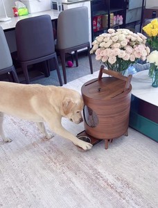 Ciotola Rialzata in Legno per Animali Domestici, Grande Capacità, Resistente all'Umidità, con Coperchio e Stazione di Alimentazione, Stile Arredamento per Gatti e Animali Domestici - Vendita all'Ingrosso - Product Image 3