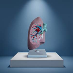 Modèle pulmonaire bronchique, modèle d'anatomie pulmonaire, modèle d'enseignement médical, modèle d'anatomie du corps humain - Product Image 3