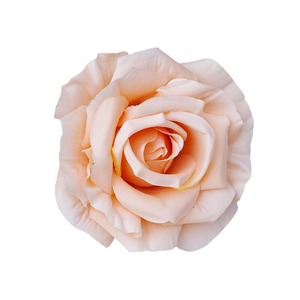 11cm rose di seta artificiale fiori di nozze alla rinfusa panno decorativo rose moltiplicano i colori per la scuola posteriore della parete di nozze arco - Product Image 3