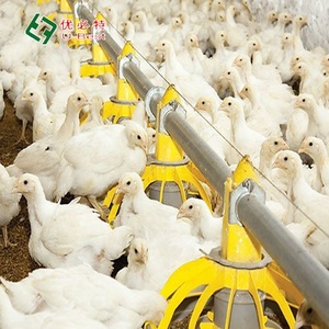 Conception de ferme avicole <span class=keywords><strong>à</strong></span> bas prix Abri d'équipement pour poulets de chair Mangeoire automatique pour poulet - Product Image 1