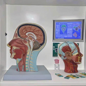 Modèles d'anatomie médicale, modèle anatomique de la tête et <span class=keywords><strong>du</strong></span> <span class=keywords><strong>cou</strong></span>, modèle de tête sagittale moyenne avec squelettes vasculaires et nerveux - Product Image 4