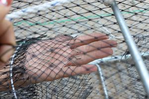 Production professionnelle de cage en acier inoxydable de haute qualité, piège <span class=keywords><strong>à</strong></span> crevettes et <span class=keywords><strong>à</strong></span> crabes - Product Image 5