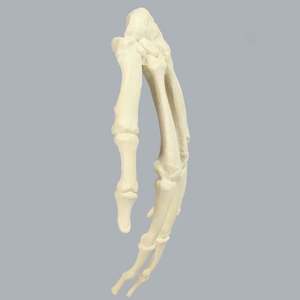 KyrenMed, modelo anatómico medio de <span class=keywords><strong>mano</strong></span> humana izquierda <span class=keywords><strong>derecha</strong></span> de espuma sólida, modelo de entrenamiento ortopédico para Taller de perforación preoperatoria - Product Image 5