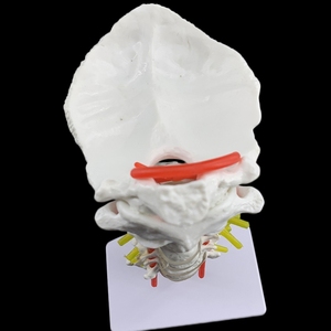 Modelo de Enseñanza Médico de Columna Cervical Humana con Arteria Carótida y Disco Occipital <span class=keywords><strong>Posterior</strong></span>, Modelo de Enseñanza de Articulaciones Humanas - Product Image 5
