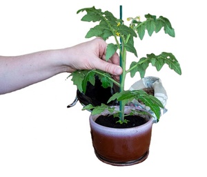 FRP Tomato Grape Climb Support <b>rods</b> /poles Fiberglass reinforced <b>plastic</b> stakes - Product Image 1