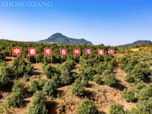 Fábrica mejorada, precio <span class=keywords><strong>de</strong></span> aceite puro - Product Image 2