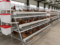 Cage à poules pondeuses de type A à installation facile HK, cage à batterie galvanisée pour élevage avicole