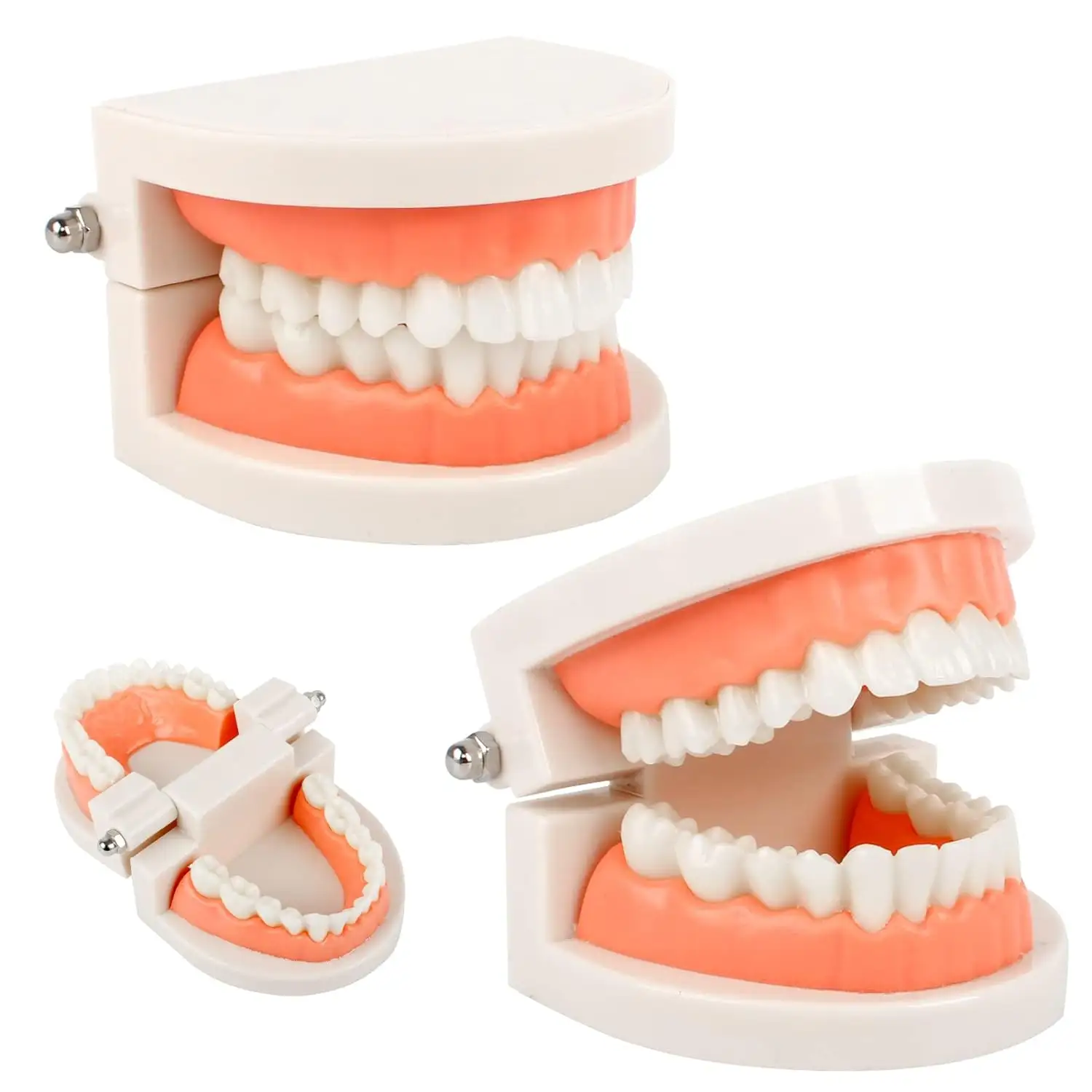 Tıbbi öğretim eğitimi doğal diş modeli Typodont diş modeli hemşire eğitimi için insan dişleri modeli tıbbi bilim için