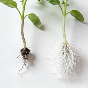 Engrais foliaire biologique Hesyn P1 (<span class=keywords><strong>Phan</strong></span> Bon) avec - Essai en Chine vérifié, Agriculteur vietnamien, augmentation de la production de 30% - Product Image 5