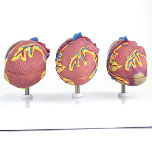 Model penyakit jantung medis 3 buah, Model anatomi jantung manusia ukuran alami, organ Sains jantung pendidikan - Product Image 4