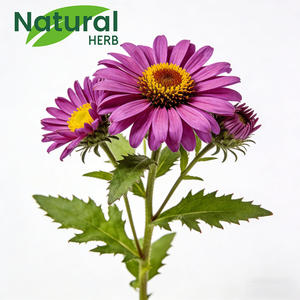 Chiết xuất cây hoa cúc tây tự nhiên 4% Polyphenols, thực phẩm bổ sung thảo dược, đạt chứng nhận <span class=keywords><strong>GMP</strong></span>, nhà máy đạt chuẩn ISO, hỗ trợ miễn dịch - Product Image 5