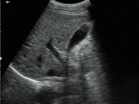 Mesin Ultrasound dokter hewan Digital mingray DP-10Vet sistem B/W