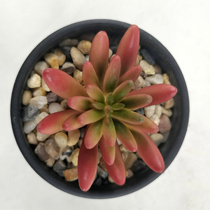 Mini Planta Suculenta <span class=keywords><strong>Artificial</strong></span> em Vaso Plástico Pequeno, Planta Falsa para Decoração de Casa e Escritório - Product Image 4