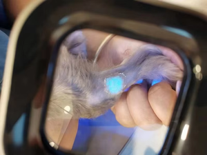 पशु लकड़ी के लैंप पोर्टेबल फंगल संक्रमण निदान उपकरण चिकित्सा त्वचा - Product Image 6