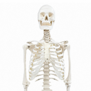 XX-A101 170cm Model kerangka manusia dasar PVC setengah tubuh Model pelatihan Organ & tengkorak sains medis - Product Image 3