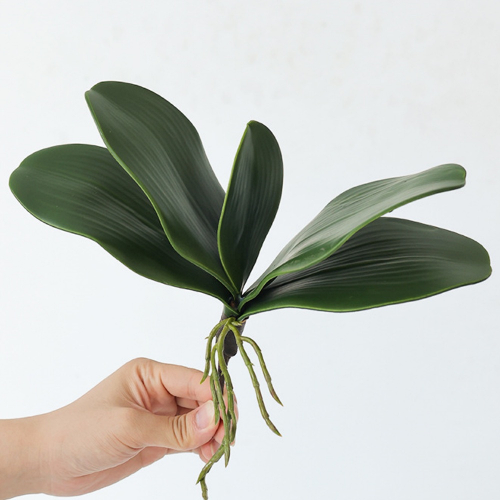 26 cm