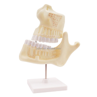 Modèle de dent dentaire humaine enseignement médical dents et engrenage meulage modèle anatomique modèle de dents pour enfants