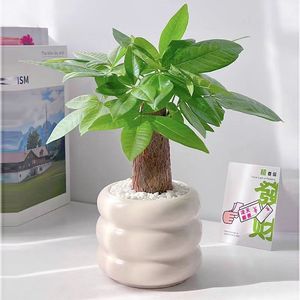 Pot de fleurs en céramique OEM, motif pneu, couleur Morandi, pour plantes Phalaenopsis, petit pot d'<span class=keywords><strong>intérieur</strong></span> pas cher pour plantes succulentes - Product Image 5