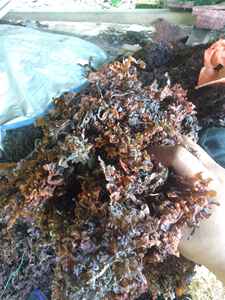 Engrais d'algues sargasses séchées Origine du Vietnam Durée de conservation de 12 mois - Product Image 5