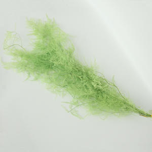Asperges conservées fougère asperges stabilisées pour la décoration - Product Image 4