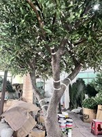 Arbre fruitier artificiel en fibre de verre personnalisé Qingyuan Landscape, Bonsaï d'orange, Écologique, Durable, Haute Qualité