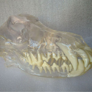 Modèle de dentition de chien de dents dentaires d'équipement éducatif transparent pour des ressources pédagogiques - Product Image 3