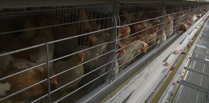 New Essential <strong>Used</strong> 90-200 Chicken One Set Poultry H-Type Galvanized Steel Layer Laying Hens Battery Automatic 4-Tier Long <strong>Cage</strong> - Product Image 5