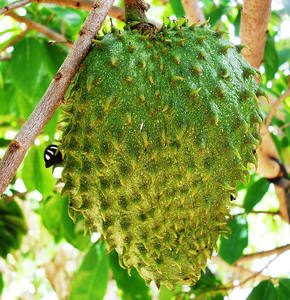 Bubuk Cokelat 4:1 Ekstrak Buah <span class=keywords><strong>Guanabana</strong></span> Segar - Product Image 3