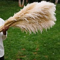 Karangan Bunga Pernikahan, Buket, Karangan Bunga Raksasa, Bunga Kering Alami, Rumput Pampas Putih Besar, Lembut, dan Mengembang