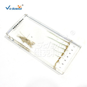 Materiales Didácticos de Resina con Muestra del Proceso de Germinación del Arroz VIC2609 - Product Image 2